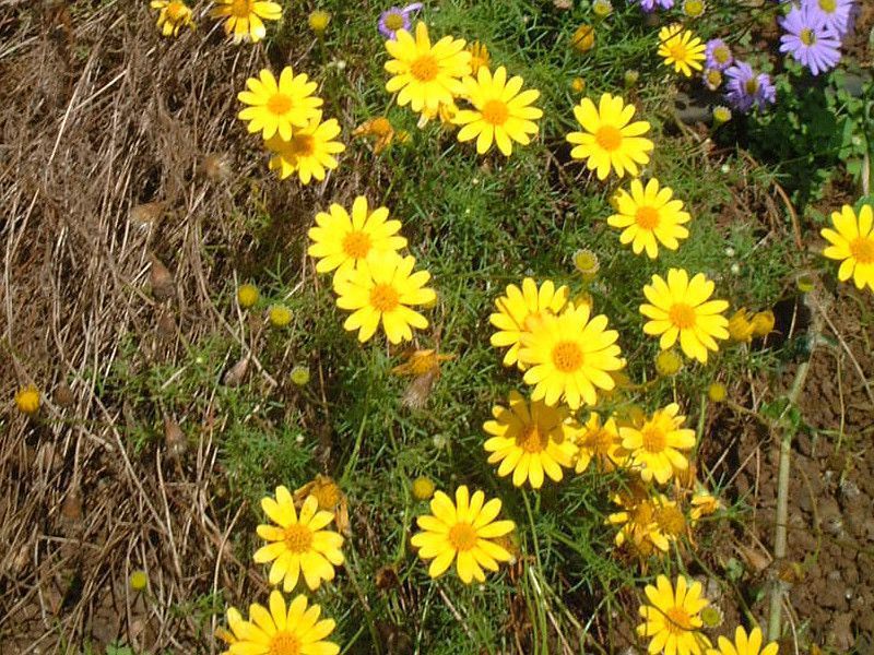 �f�[�W�[(daisy) 