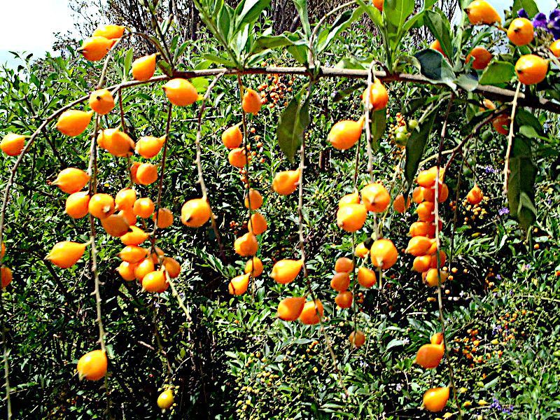 �f�������^(Duranta)