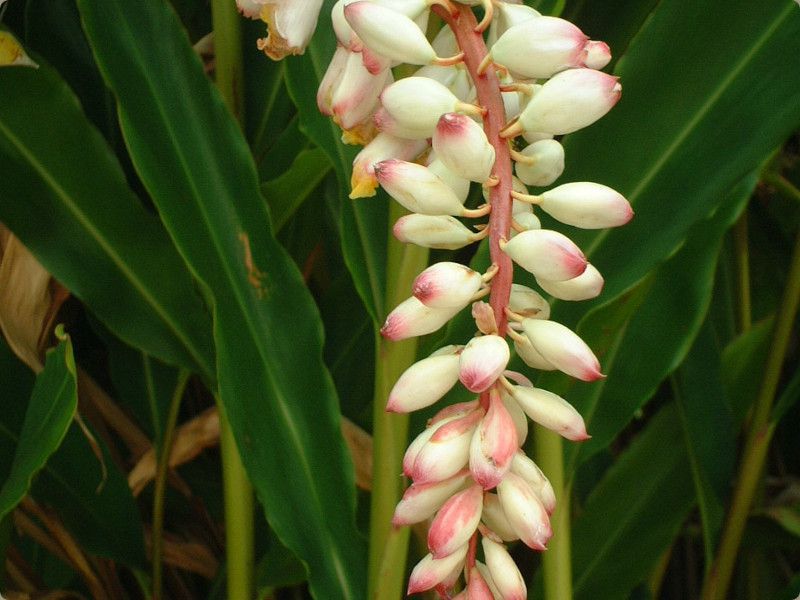 �V�F���W���W���[(Shell Ginger)