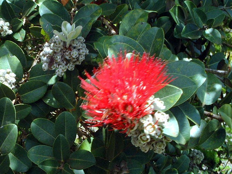 �I�q�A�E���t�A�i'Ohi'a Lehua�j