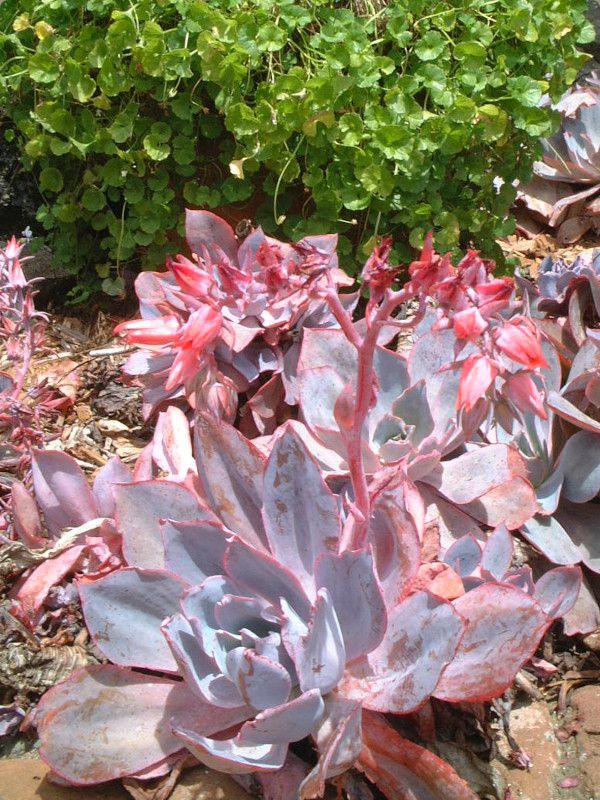 echeveria