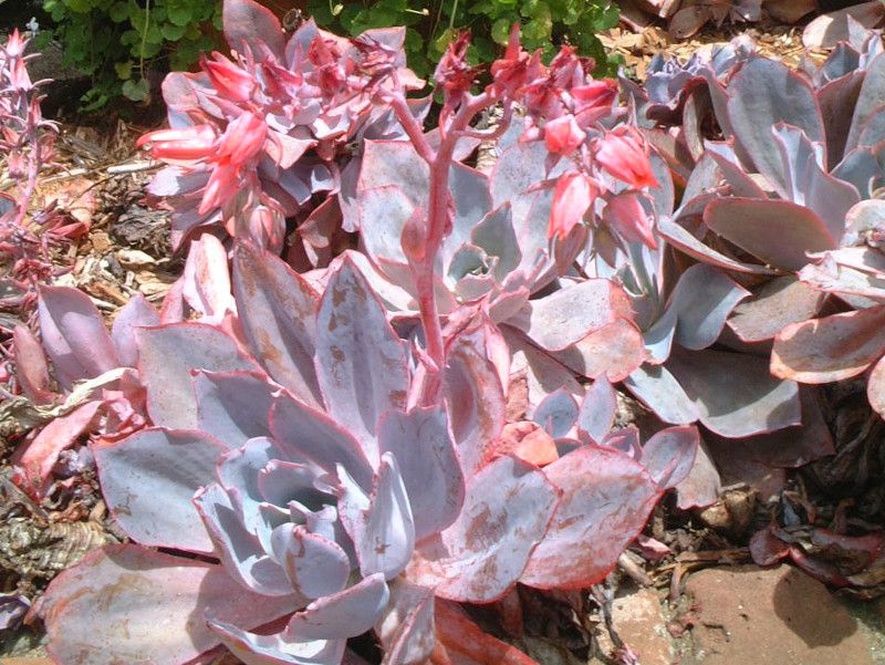 echeveria