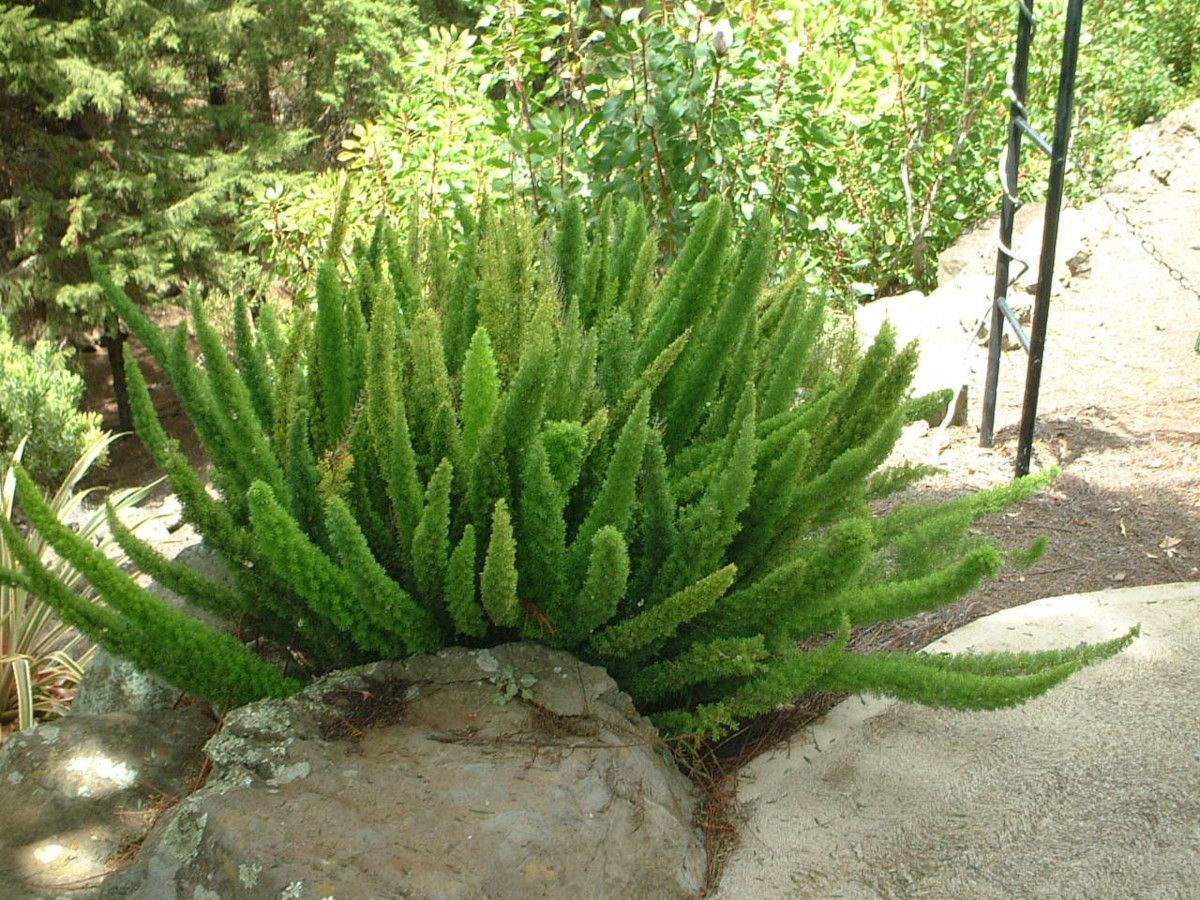 �A�X�p���K�X�E�f���V�t�����X '�}�C�A�[�Y' �i�w���FAsparagus densiflorus cv. Myers�j