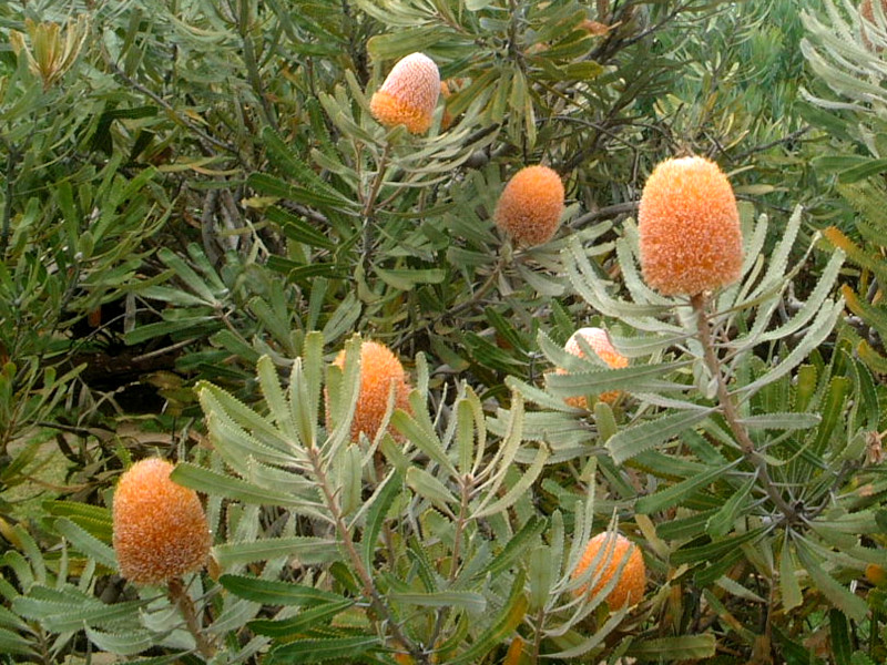 �o���N�V�A�I�����W�t���X�g(Banksia Orange Frost)