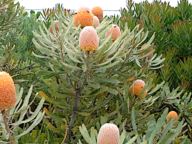 �o���N�V�A�I�����W�t���X�g(Banksia Orange Frost)