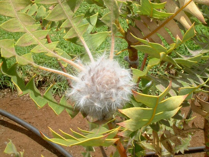 �o�[�h�l�X�g �o���N�V���[(Birdnest_Banksia)
