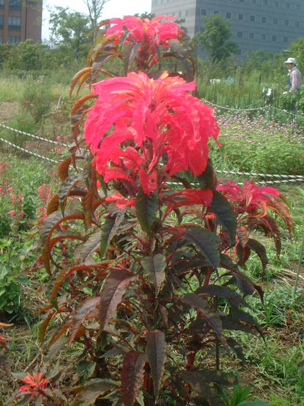 �A�}�����T�X(Amaranthus)
