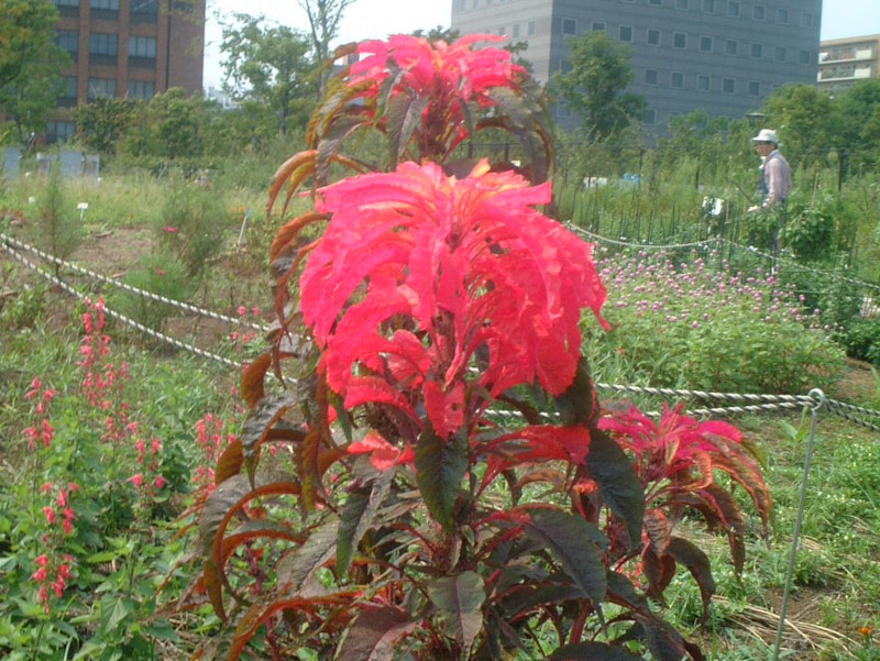 �A�}�����T�X(Amaranthus)