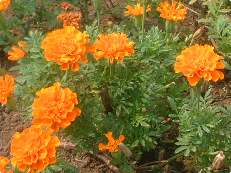 �}���[�S�[���h(Marigold)