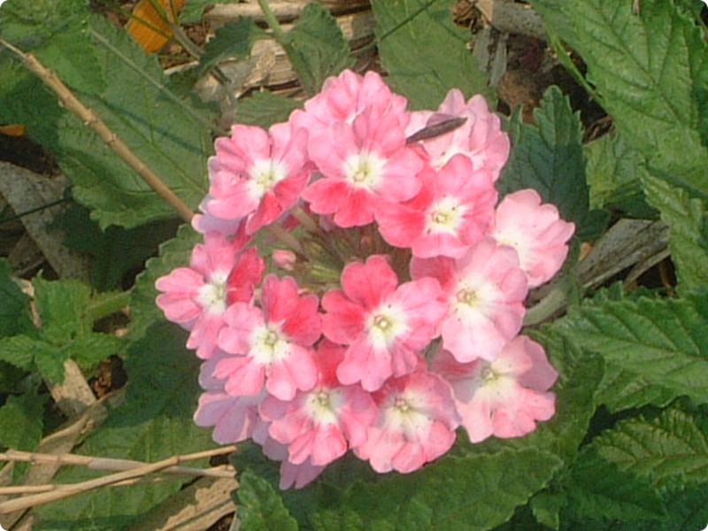 �o�[�x�i(Verbena)