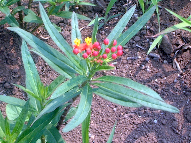 �A�X�N���s�A�X�iAsclepias�A�w���FAsclepias curassavicam)