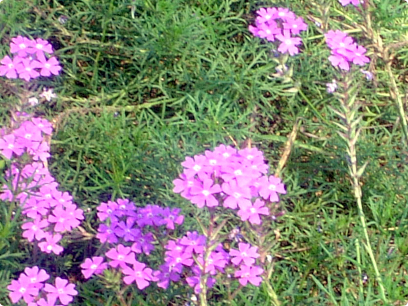 �o�[�x�i(Verbena)