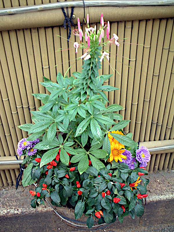 �N���I��(Cleome)