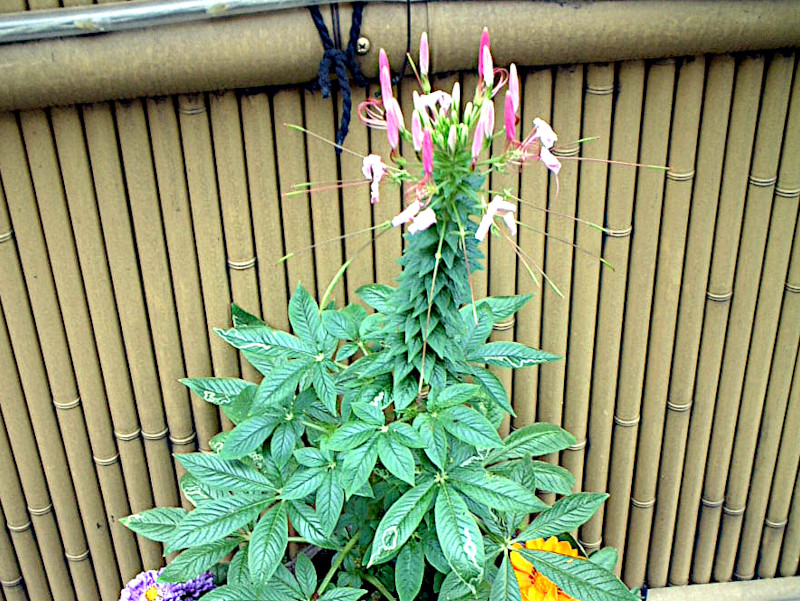 �N���I��(Cleome)