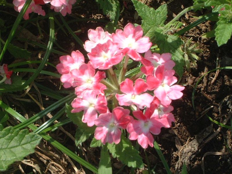 �o�[�x�i(Verbena)