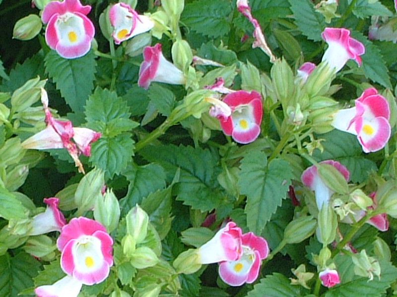 �g���j�A(Torenia)