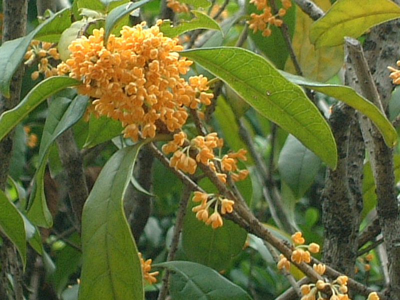 �L�����N�Z�C�i���؍ҁj