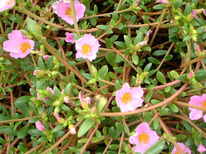 �|�[�`�����J�iPortulaca�j