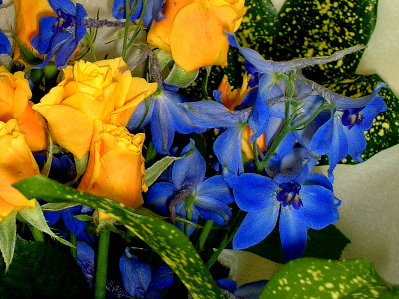 �f���t�B�j�E��(Delphinium)