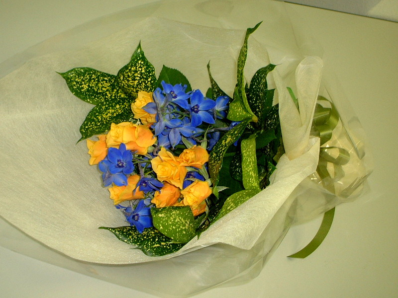 �f���t�B�j�E��(Delphinium)