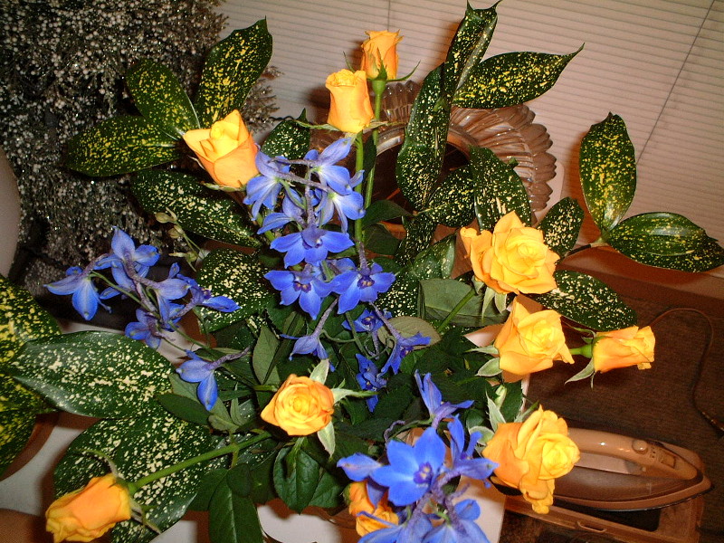 �f���t�B�j�E��(Delphinium)
