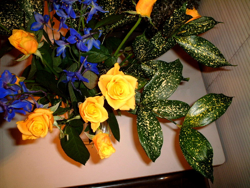 �f���t�B�j�E��(Delphinium)