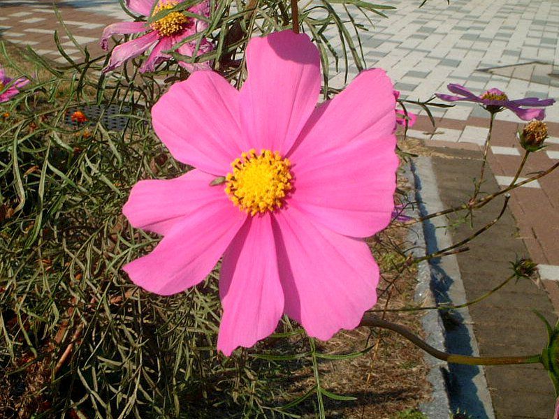 �R�X���X(Cosmos)