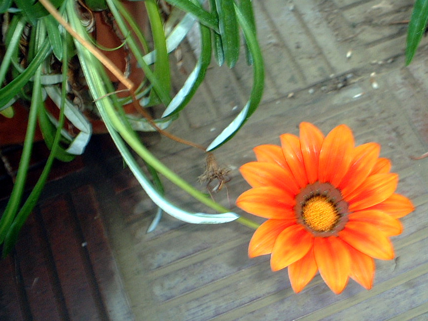 �K�U�j�A(Gazania)