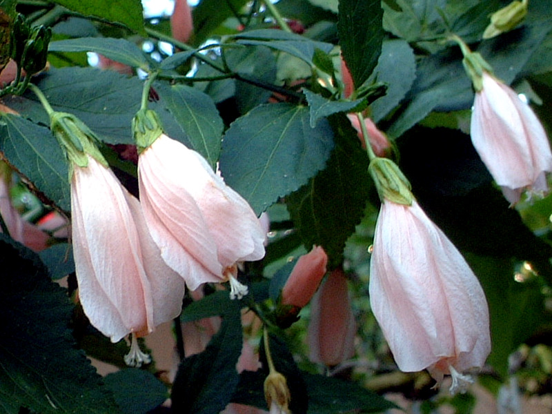 �^�[�N�X�L���b�v(Turk's cap)