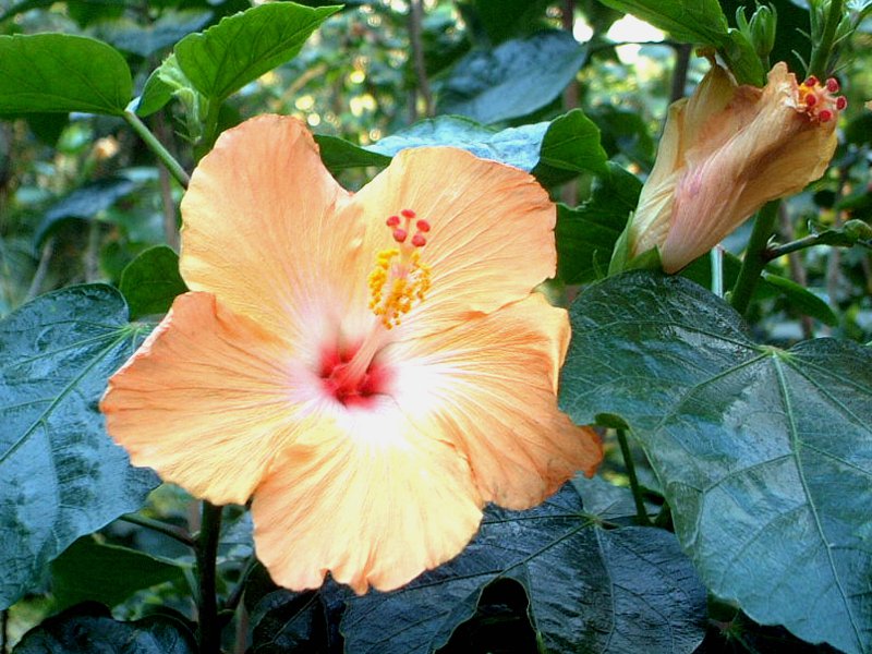 �n�C�r�X�J�X (Hibiscus)