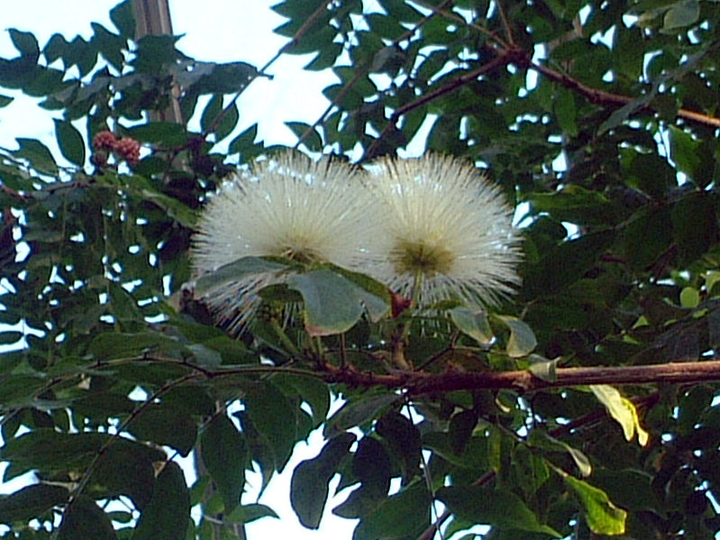 �z���C�g�E�p�E�_�[�p�t(White Powederpuff)
