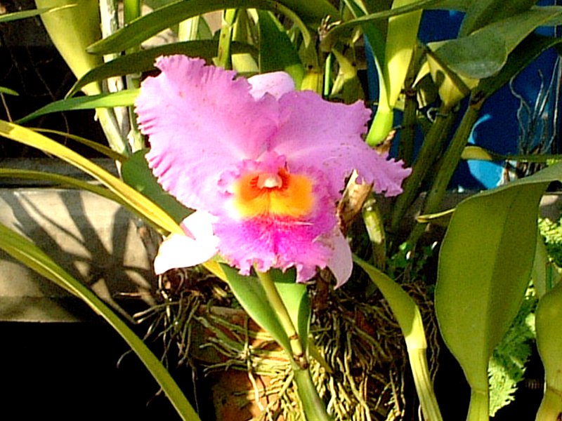 �J�g���A(Cattleya)