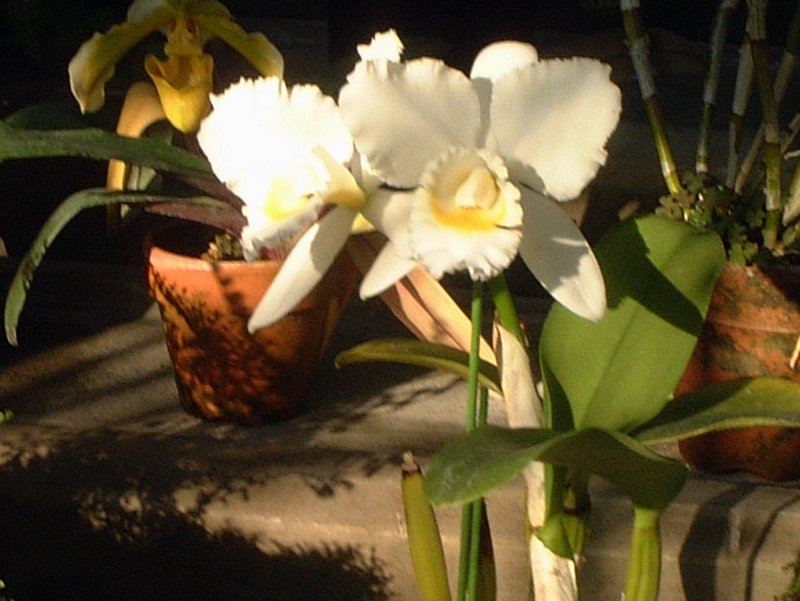 �J�g���A(Cattleya)
