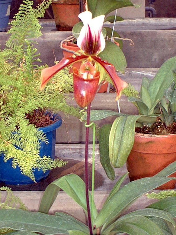 �p�t�B�I�y�f�B�����iPaphiopedilum�j
