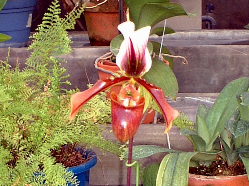 �p�t�B�I�y�f�B�����iPaphiopedilum�j