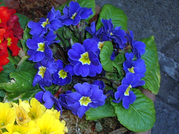 �v�������E�W�����A����