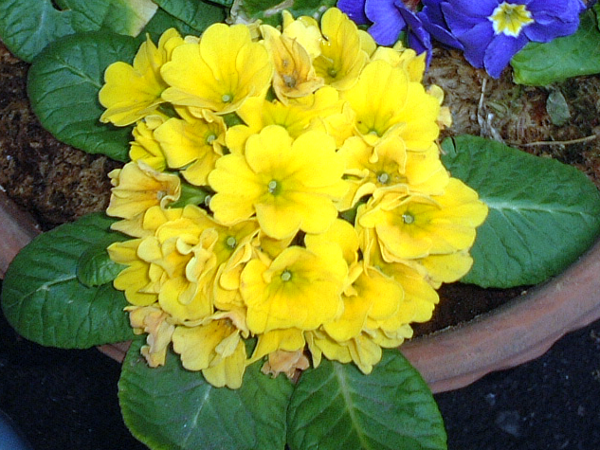 �v�������E�W�����A����