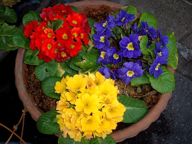 �v�������W�����A��