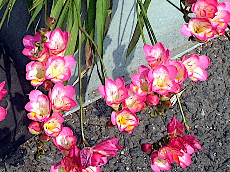 �V���r�W���[��(Cymbidium)