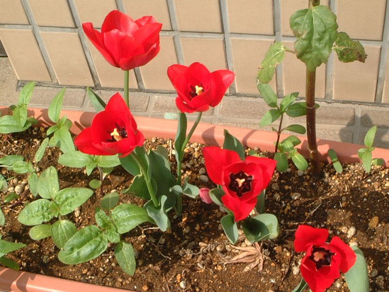 �`���[���b�v(tulip)