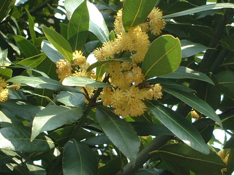 ���[����(Laurel)