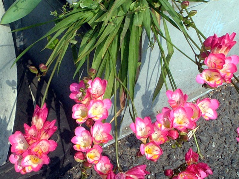 freesia