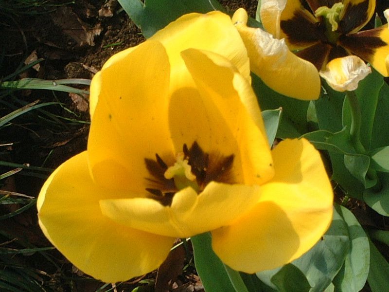 �`���[���b�v(Tulip)