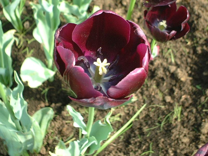 �`���[���b�v(Tulip)