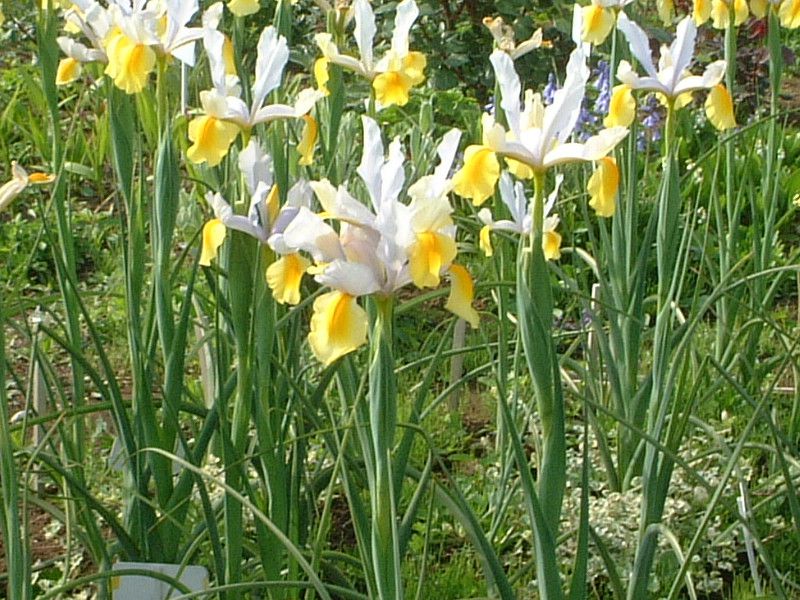 �A�C���X(Iris)