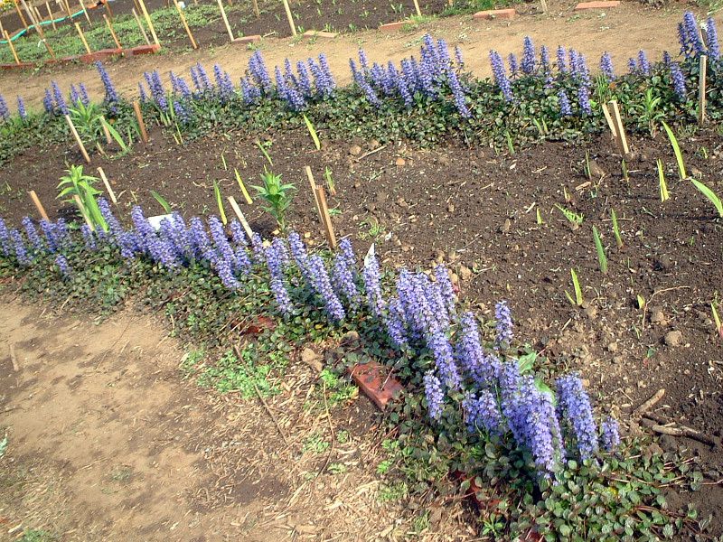 �A�W���K(Ajuga)