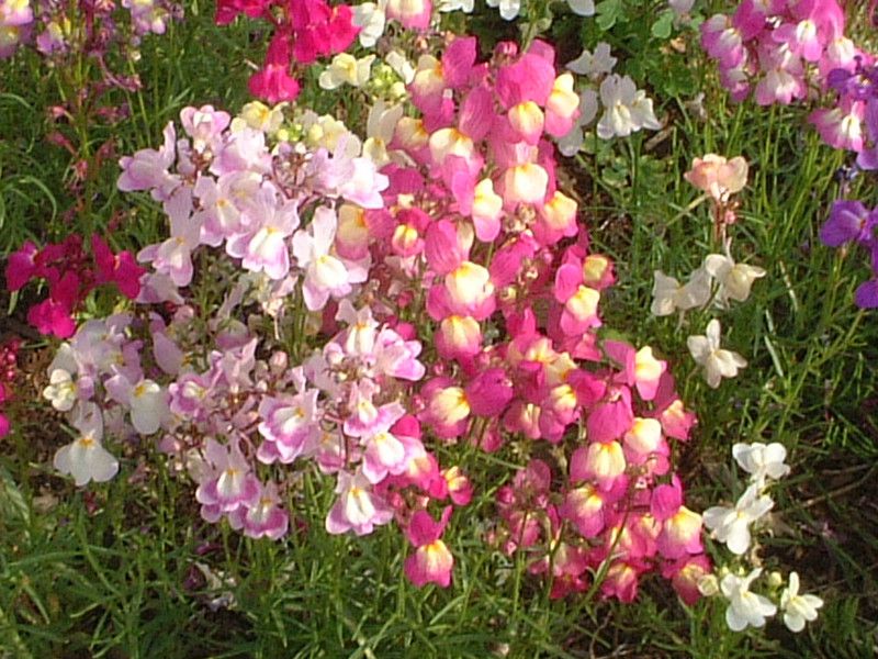 ���i���A��}���b�J�i�iLinaria maroccana�j