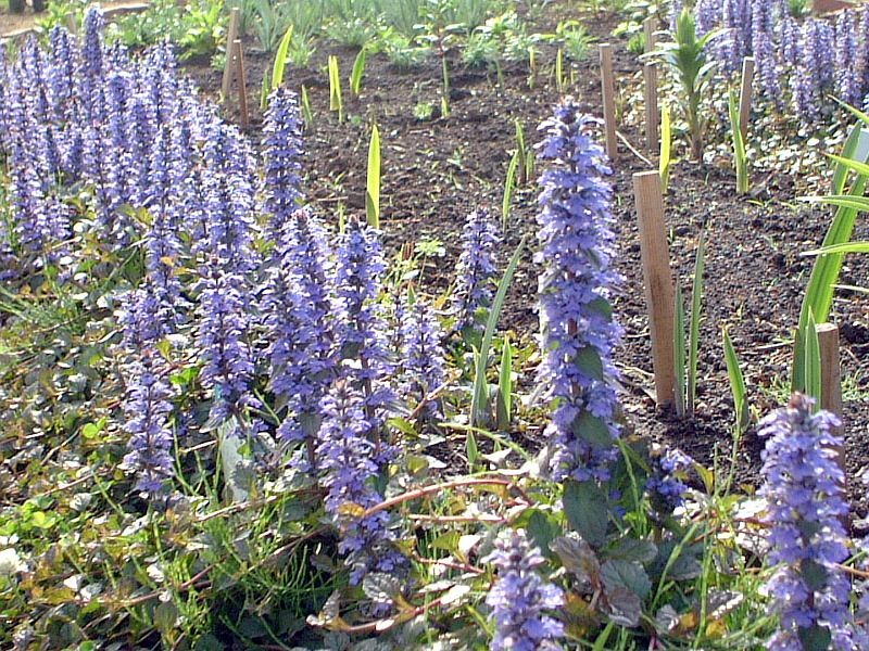 �A�W���K(Ajuga)