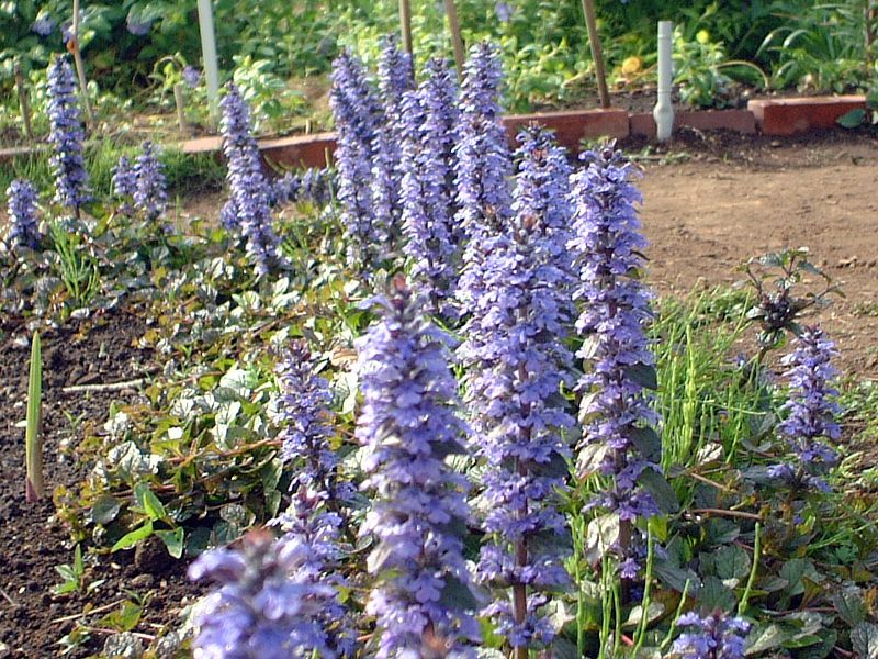 �A�W���K(Ajuga)
