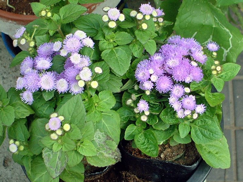 �A�Q���^��(Ageratum)
